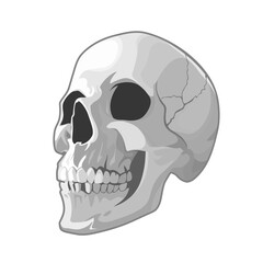 Hand drawn vector skull on white background