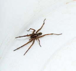 Hogna radiata is a species of wolf spider. A male insect with seven legs.