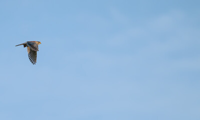 American kestrel flies against a blue sky.