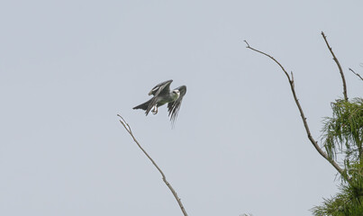 Mississippi kite in flight.