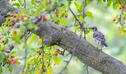 Northern mockingbird perched in a crabapple tree in summer.