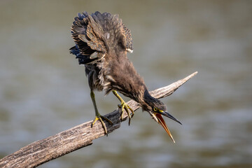 Green heron