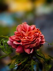 red and yellow flower