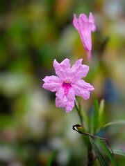 Obraz premium close up of a pink flower