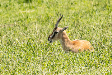 impala in the grass