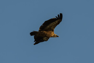 Aves en la Sierra de Guadarrama