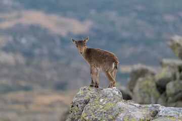 Cabras montesas en la Sierra de Guadarrama