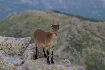 Obraz premium Cabras montesas en la Sierra de Guadarrama