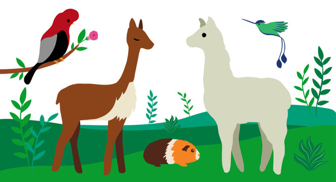 Peruvian wildlife vector illustration with plants. This collection features some of Peru's most iconic animals, including guinea pig, vicuna, hummingbird, llama, and Andean Cock of the Rock