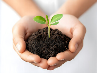 Close-Up of Hands Gently Holding a Small Green Seedling