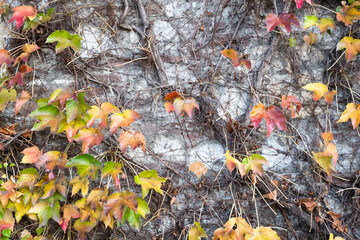 Autumn background from yellow leaves trees. Autumn landscape for publication, poster, calendar, post, screensaver, wallpaper, postcard, banner, cover, website. High quality photo