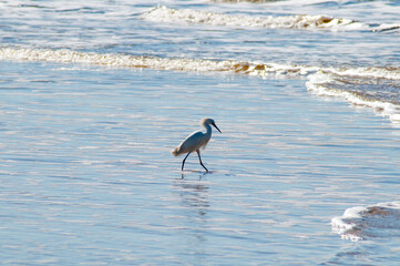 Little egret walking on the beach, Brazil