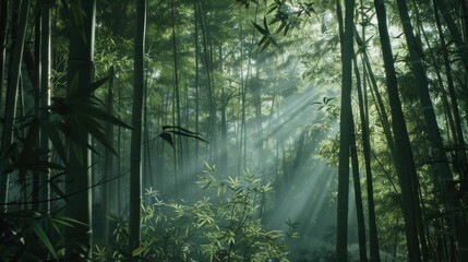 Fototapeta premium Sunbeams Filtering Through Dense Bamboo Forest