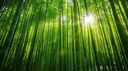 Fototapeta premium Sunlight Shining Through a Dense Bamboo Forest