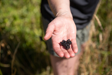 Woman with blackberries in hand after being picked.