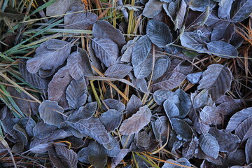 Frosty autumn leaves.