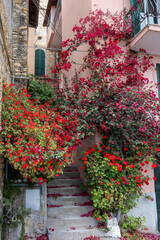 Naklejka premium Bright pink Bougainvillea plant flowers growing on city wall in Liguria, Italy