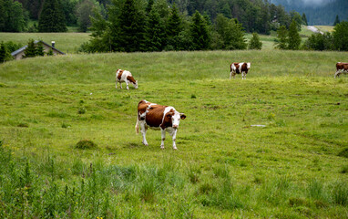 Obraz premium Producing of wheels of Comte cheese in lower Jura, France, Montbeliards or French Simmental cows herd grazing grass on green pasture in summer months