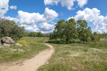 Landscape Sierra de Madrid in spring with green flowers, blue sky with some clouds. Concpeto: Spring, landscapes in spring, spring in spain.