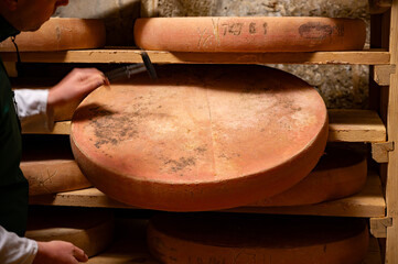 Cheese check in aging rooms with shelves in caves, central location for aging of wheels, rounds of Comte cheese from four months to several years made from unpasteurised cow milk, Jura, France