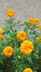 Tagetes erecta, known as African marigold or big marigold. garden of flowery orange marigold pots.