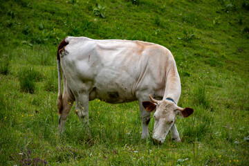 Producing of wheels of Comte cheese in lower Jura, France, Montbeliards or French Simmental cows herd grazing grass on green pasture in summer months