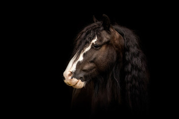 Black Shot portrait of mini tinker horses