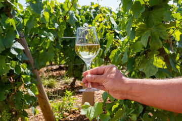 Tasting of high quality white dry wine made from Chardonnay grapes on grand cru classe vineyards...