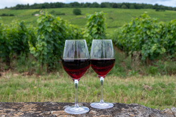 Tasting of red pinot noir wine on grand cru vineyards with cross and stone walls in Cote de nuits, making of famous red and white Burgundy wine in Burgundy region, Vosne-Romanee village