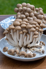 Brown shimeji edible mushrooms native to East Asia, buna-shimeji is widely cultivated and rich in umami tasting compounds
