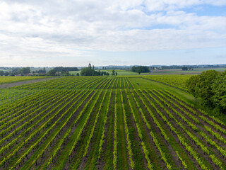 Summer on vineyards of Cognac white wine region, Charente, white ugni blanc grape uses for Cognac strong spirits distillation, France, Grand Champagne region, aerial view