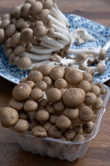 Brown shimeji edible mushrooms native to East Asia, buna-shimeji is widely cultivated and rich in umami tasting compounds