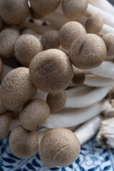 Brown shimeji edible mushrooms native to East Asia, buna-shimeji is widely cultivated and rich in umami tasting compounds