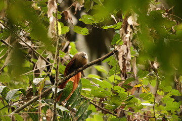 Bay coucal (Centropus celebensis) is a species of cuckoo in the family Cuculidae. It is endemic to Sulawesi, Indonesia.