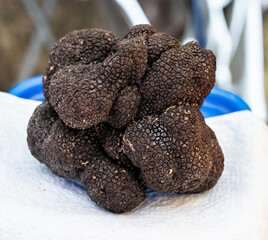 Winter truffle fair in Sarlat-le-Caneda, Perigord Noir, Dordogne, one huge black winter truffle, tasty expensive mushroom