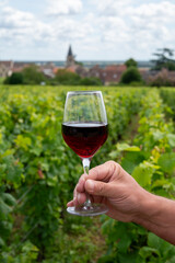 Drinking of red pinot noir wine on grand cru vineyards with cross and stone walls in Cote de nuits, making of famous red and white Burgundy wine in Burgundy region, Vosne-Romanee village