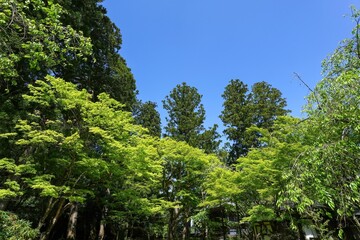 Fototapeta premium 青空バックに見る新緑に包まれた境内の情景