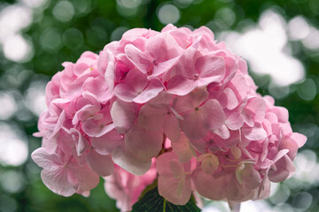 Pink Hydrangeas