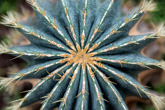 Close up of cactus Parodia magnifica