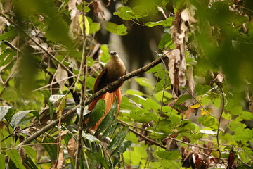 Bay coucal (Centropus celebensis) is a species of cuckoo in the family Cuculidae. It is endemic to Sulawesi, Indonesia.