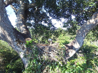 Harpy Eagle (Harpia harpyhja) young chield in his nest i north of Amazonian, Brazil