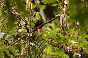 Bay coucal (Centropus celebensis) is a species of cuckoo in the family Cuculidae. It is endemic to Sulawesi, Indonesia.