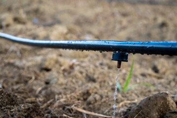 Drip Irrigation Hose with Dripper – Essential for Efficient Watering