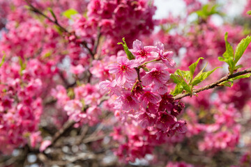 Cherry blossoms in Japan Square in Curitiba.