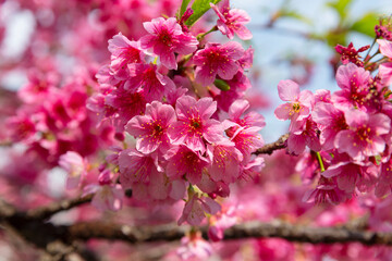 Cherry blossoms in Japan Square in Curitiba.