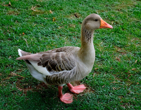 Hermoso pato gris de la regi&oacute;n cafetera.