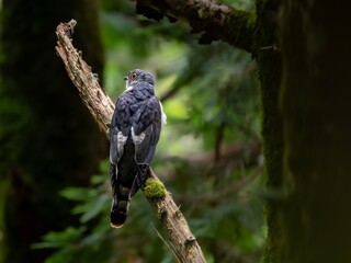 森の中で枯れ木に留まって周りを見渡しているジュウイチ
