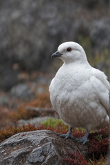 Rock Ptarmigan on a Rock in Nature