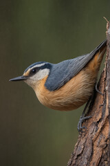 Red Breasted Nuthatch Bird Perched on Tree Trunk