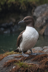 Common Murre by the Water